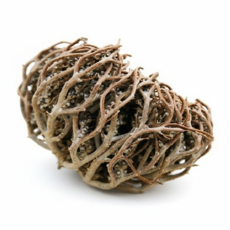 Maryam Phool – Symbol of Ease and Faith, experience the blessed beauty and symbolism of Maryam Phool