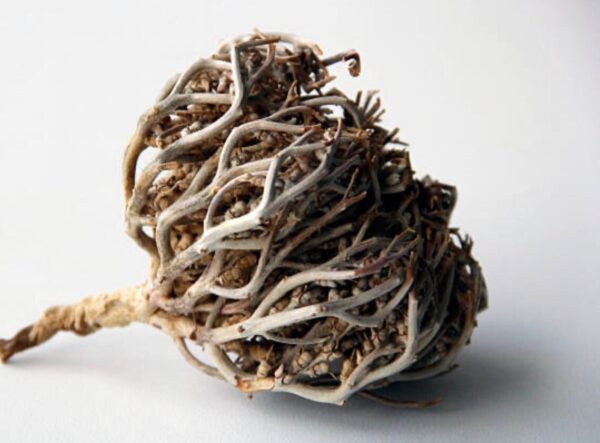 Maryam Booti (Flower) - Nabi Booti For Pregnancy - Prophetic Remedies